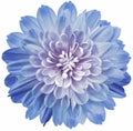 Flower light blue  chrysanthemum . Flower isolated on a white background. No shadows with clipping path. Close-up. Nature Royalty Free Stock Photo