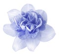 Flower light blue narcissus on a white isolated background with clipping path no shadows. Closeup For design. Royalty Free Stock Photo