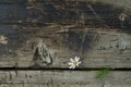 A flower in the cracks of old burnt boards. A wooden horizontal background.