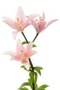 Flower of light pink lily, isolated on white background Royalty Free Stock Photo