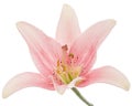 Flower of light pink lily, isolated on white background Royalty Free Stock Photo