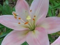 Flower of pink lily, close-up. Royalty Free Stock Photo