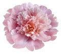 flower light pink peony isolated on a white background. No shadows with clipping path. Close-up. Royalty Free Stock Photo