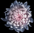 Flower  light blue-pink  chrysanthemum . Flower isolated on the black background. No shadows with clipping path. Close-up. Nature Royalty Free Stock Photo