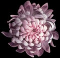 Flower  pink chrysanthemum . Flower isolated on the black background. No shadows with clipping path. Close-up. Nature Royalty Free Stock Photo