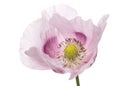 Flower of light purple poppy, isolated on white background Royalty Free Stock Photo