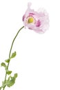 Flower of light purple poppy, isolated on white background Royalty Free Stock Photo