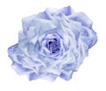 Flower light purple rose on white isolated background with clipping path. Closeup. For design. Royalty Free Stock Photo