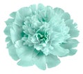 Flower light turquoise  peony  isolated on a white background. No shadows with clipping path. Close-up. Royalty Free Stock Photo