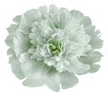 Flower light white-green peony  isolated on a white background. No shadows with clipping path. Close-up. Royalty Free Stock Photo