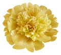 flower light yellowk peony isolated on a white background. No shadows with clipping path. Close-up. Royalty Free Stock Photo