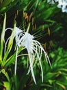 Angel flower Royalty Free Stock Photo