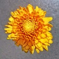 The Flower like the Sun