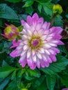 Flower. Lilac Dahlia in green leaves