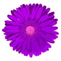 Flower lilac Gerbera isolated on white background. Close-up. Macro. Element of design Royalty Free Stock Photo