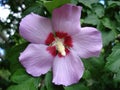 Flower of a lilac hibiscus Royalty Free Stock Photo