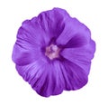 Flower lilac lavatera, white isolated background with clipping path. Closeup with no shadows. Nature