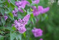 Flower of a lilac