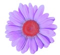 Flower lilac red daisy isolated on white background. Close-up. Element of design