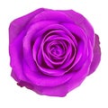 Flower lilac rose isolated on white background. Close-up. Element of design
