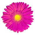 Flower lilac yellow Gerbera isolated on white background. Close-up. Macro. Element of design Royalty Free Stock Photo