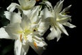 Flower of Lilium hybrid lily with white flowers and double petals. Royalty Free Stock Photo