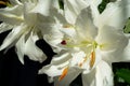 Flower of Lilium hybrid lily with white flowers and double petals. Royalty Free Stock Photo