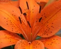 Flower - lillium orange Royalty Free Stock Photo
