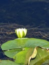 Flower Lilly Pad water leaf