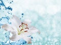 Flower lily on a background of water splash Royalty Free Stock Photo