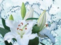 Flower lily on a background of water splash Royalty Free Stock Photo