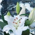 Flower lily on a background of water splash Royalty Free Stock Photo