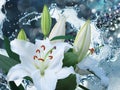 Flower lily on a background of water splash Royalty Free Stock Photo