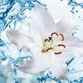 Flower lily on a background of water splash Royalty Free Stock Photo