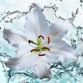 Flower lily on a background of water splash Royalty Free Stock Photo