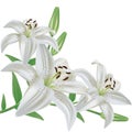 Flower lily isolated on white background