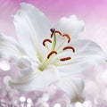 Flower lily on a pink background of water splash Royalty Free Stock Photo