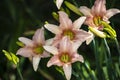 Flower of Lily Tango Dot Com is a fabulous plant for the garden and for cutting. They are very effective planted between