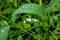 The lily of the valley. A forest flower. Royalty Free Stock Photo