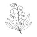 Flower lily of the valley. Vector stock illustration eps 10. Outline. Hand drawing Royalty Free Stock Photo