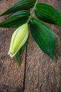 Flower lily on a white background with copy space for your messa Royalty Free Stock Photo