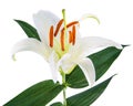 Flower lily on a white background with copy space for your messa Royalty Free Stock Photo