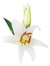 Flower lily on a white background with copy space for your messa Royalty Free Stock Photo