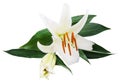 Flower lily on a white background with copy space for your messa Royalty Free Stock Photo