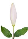 Flower lily on a white background with copy space for your messa Royalty Free Stock Photo