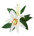 Flower lily on a white background with copy space for your messa Royalty Free Stock Photo