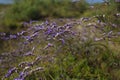 Flower of Limonium cancellatum on the Mati River delta Royalty Free Stock Photo