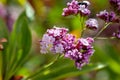 Flower of Limonium dendroides Royalty Free Stock Photo