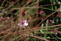 Flower of Lindheimer`s beeblossom Gaura lindheimeri