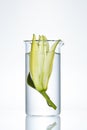 Flower In Laboratory Glass On White Background Royalty Free Stock Photo